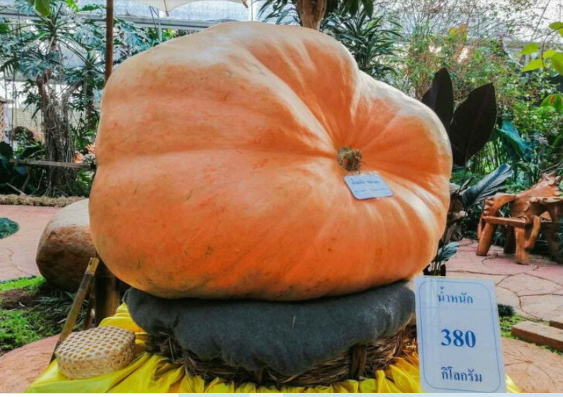 Ini Penampakan Labu Raksasa 380 Kg di Thailand, Terbesar di ASEAN